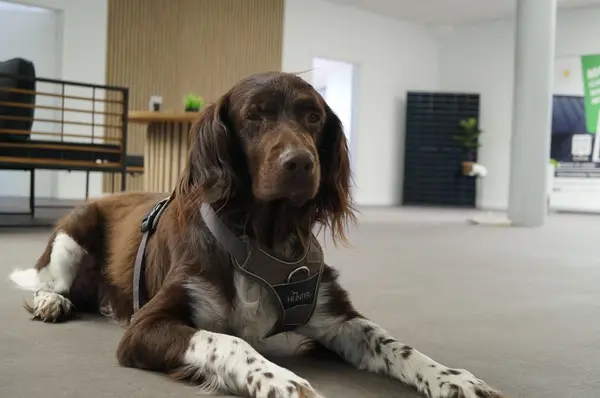 Hund mit braun-weißem Fell und Hundegeschirr liegt entspannt in modernem Büro.